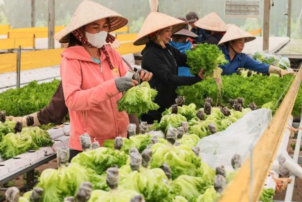 Il Việt Nam tra le nazioni più autosufficienti al mondo dal punto di vista&nbsp;alimentare