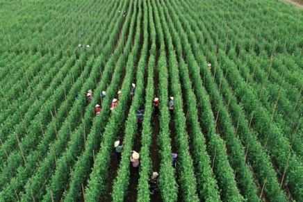 La trasformazione agricola del Vietnam in potenza globale delle&nbsp;esportazioni